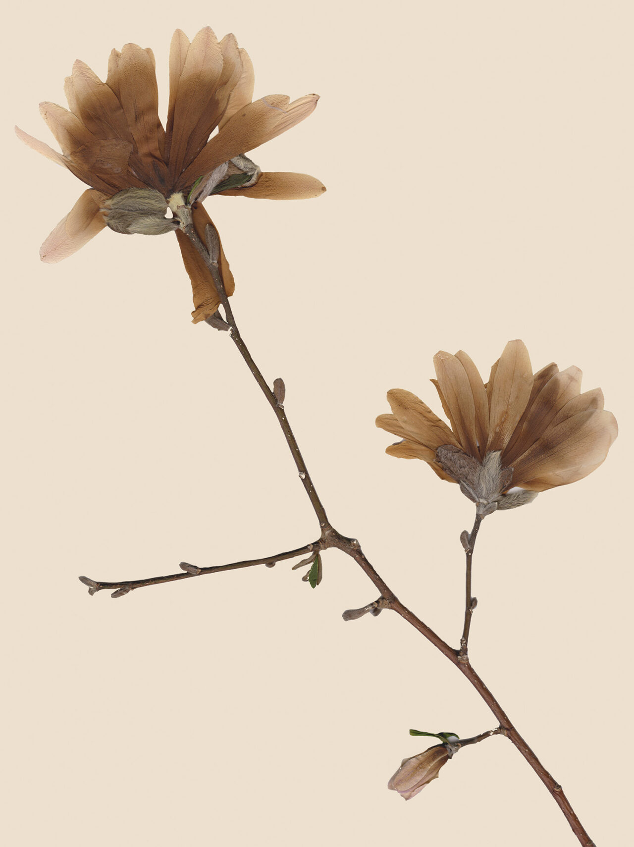 Photography from Herbarium series