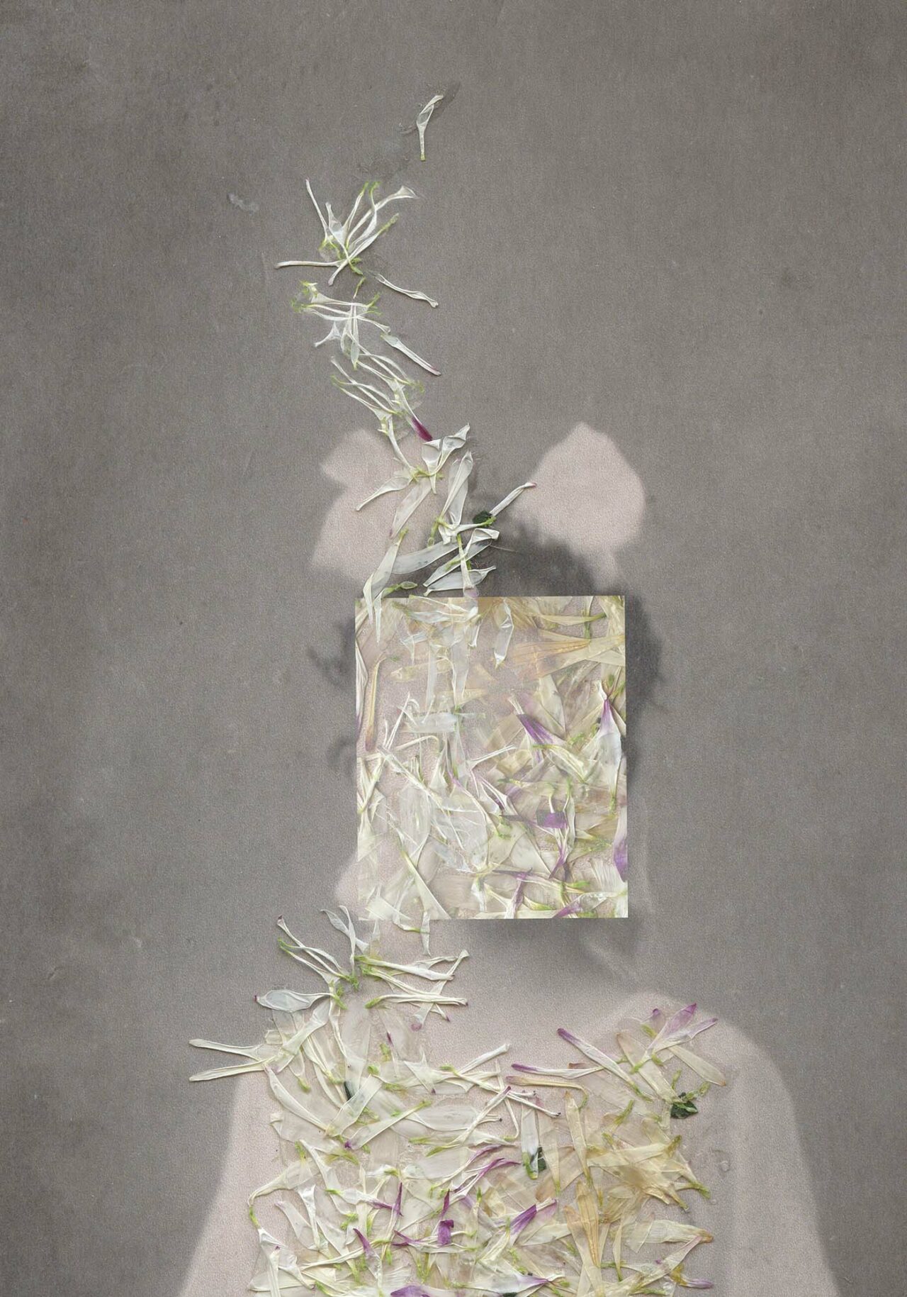 Photography from Herbarium series