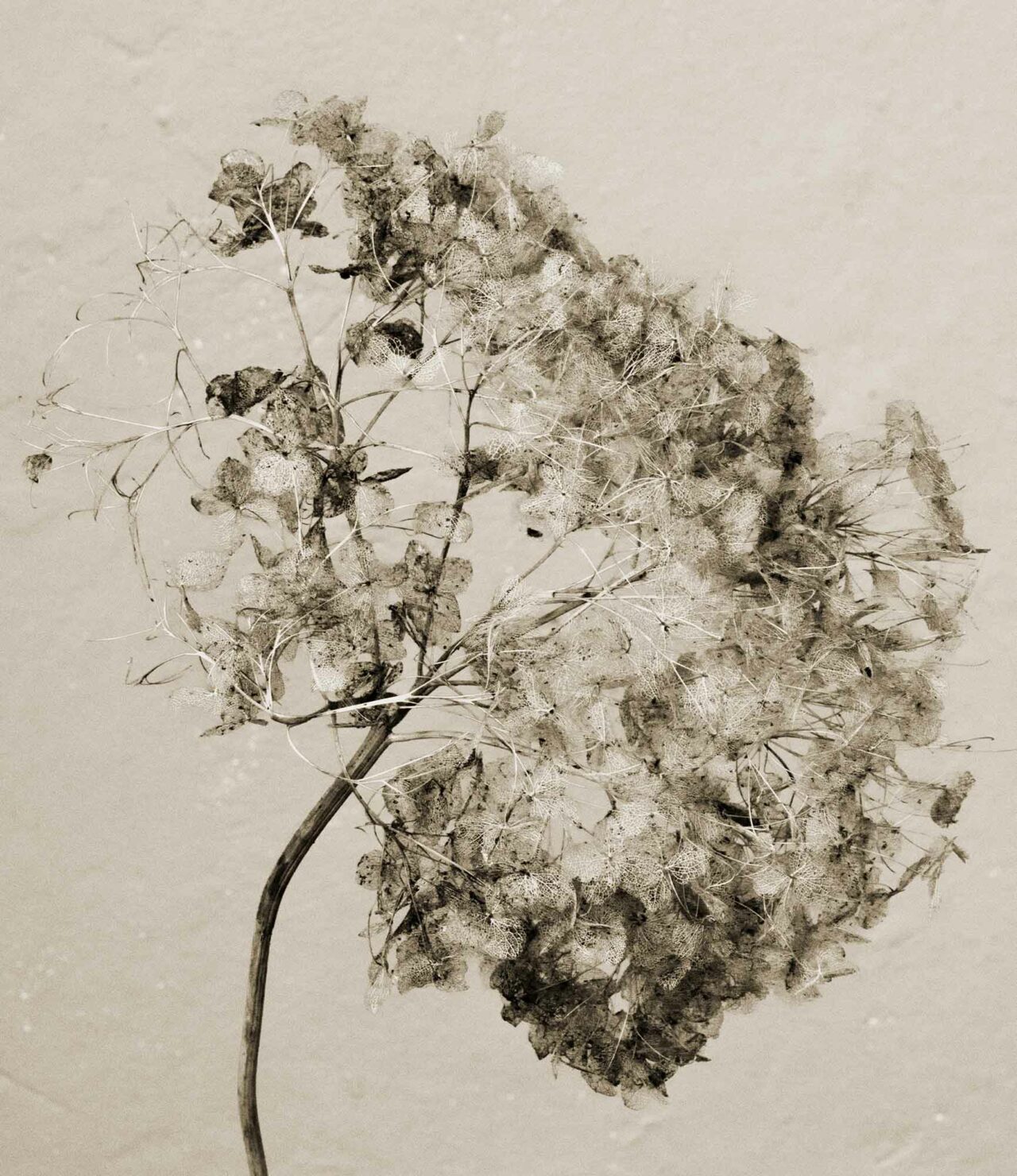 Photography from Herbarium series